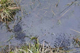 Biodiversité et reponsabilité