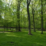 foret