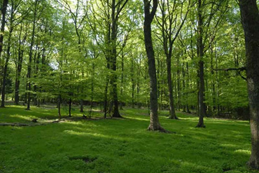 AGW « examen de chasse » modifié …